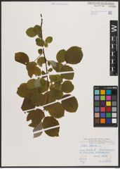 Foto von Salix caprea L.
